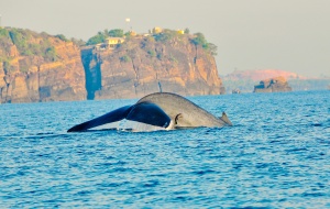 Sri Lanka blue whales